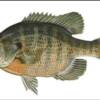 bluegill